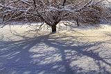 Snowscape Shadow_32311